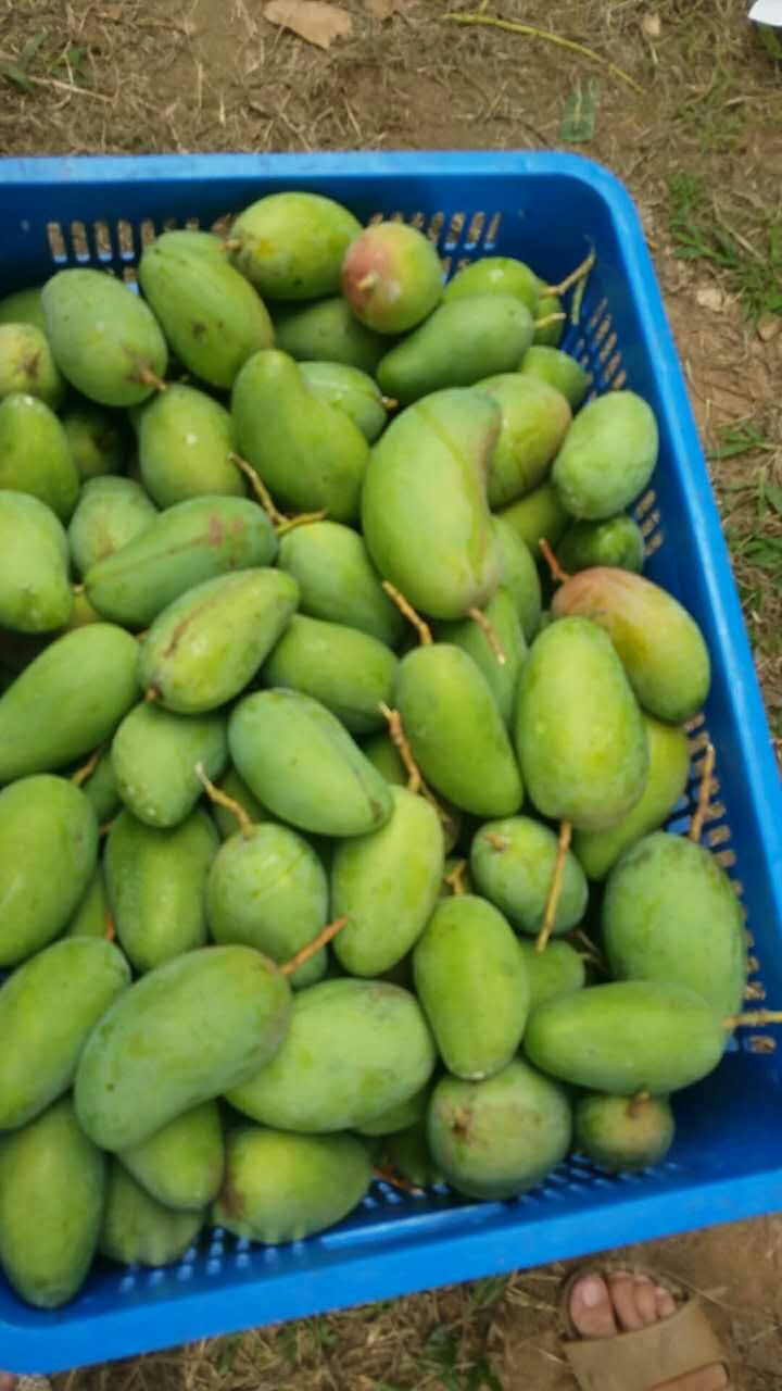越南大青芒的最佳吃法,越南大青芒的味道