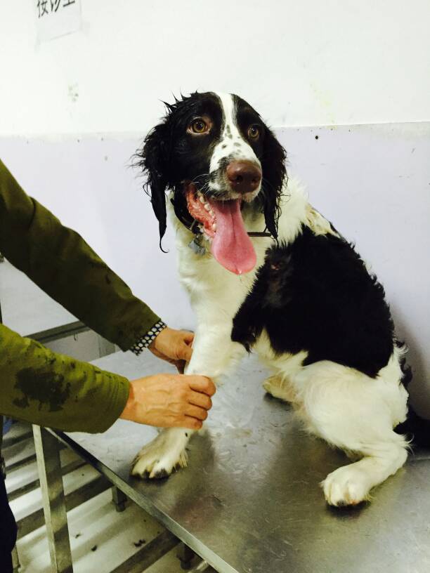 能遇到这样的人就好好珍惜,作为一个怕狗的人到底能不能养狗