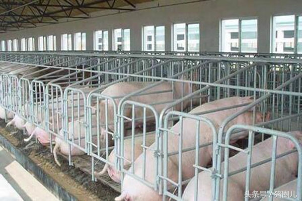 经产母猪喂养的正确方法,母猪管理技术视频教程