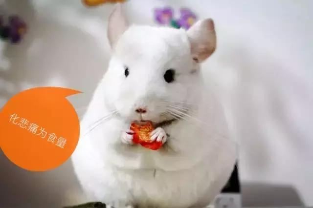 怎么帮龙猫梳毛结,用什么给龙猫梳毛