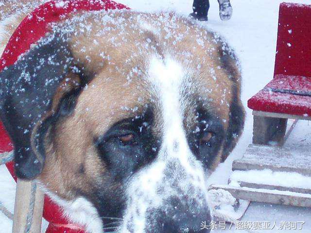 狗狗十大癌症,狗狗九大致命疾病