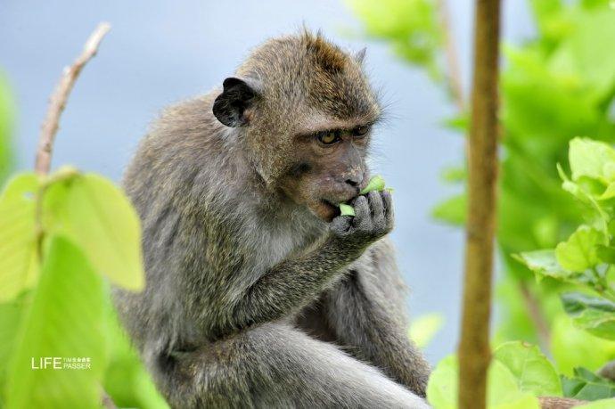 巴厘岛情人崖猴子,巴厘岛最美情人崖