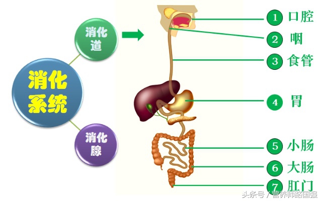 孩子胃胀不爱吃饭怎么解决,孩子胃胀不排便怎么办