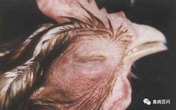 家禽黄曲霉菌的治疗,禽类霉菌预防药有哪些