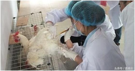 种鸡怎样授精,种鸡养殖学习