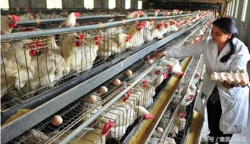 养鸡不产蛋怎么办,养鸡产蛋达不到的高峰