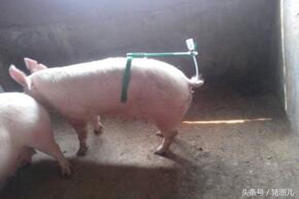 猪人工育种要输卵几次,猪输精时间和忌讳