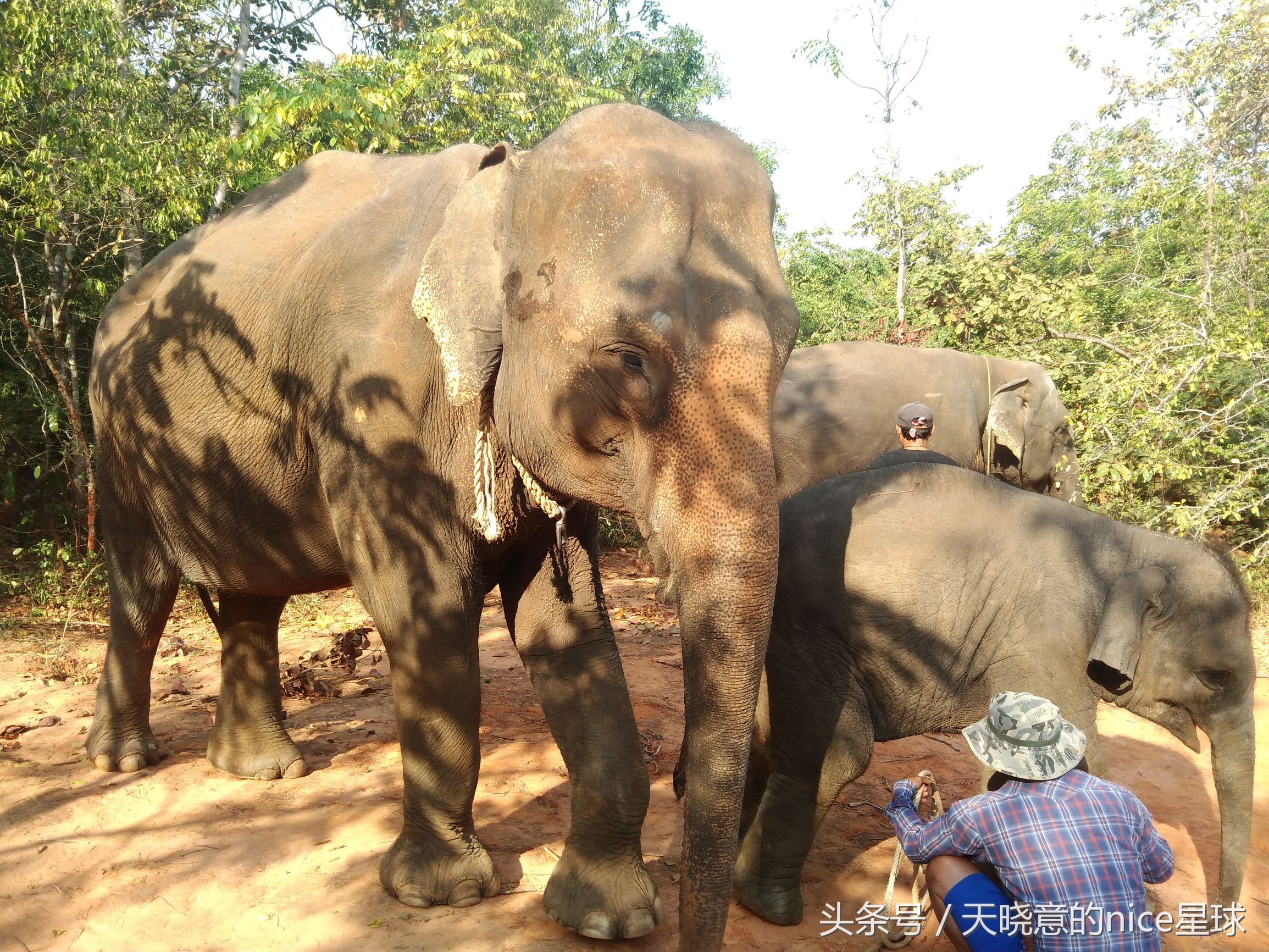 泰国大象旅行记,泰国旅游跟大象近距离接触