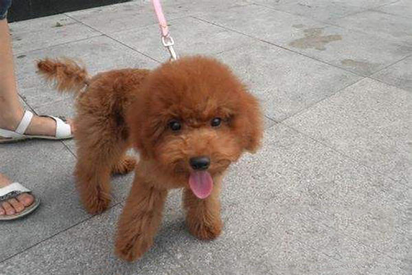 贵宾犬怎么饲养,贵宾犬如何饲养好