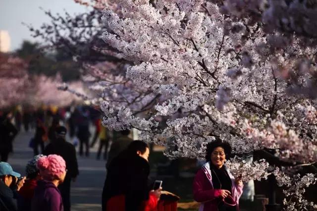 上海最长的樱花大道在哪里,上海樱花盛开的季节是几月