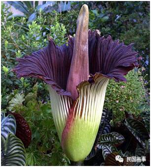 鬼吹灯从墓里盗出过什么,鬼吹灯的墓的凶险