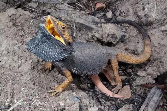 黑色鬃毛的狮子厉害吗,黑色鬃狮蜥