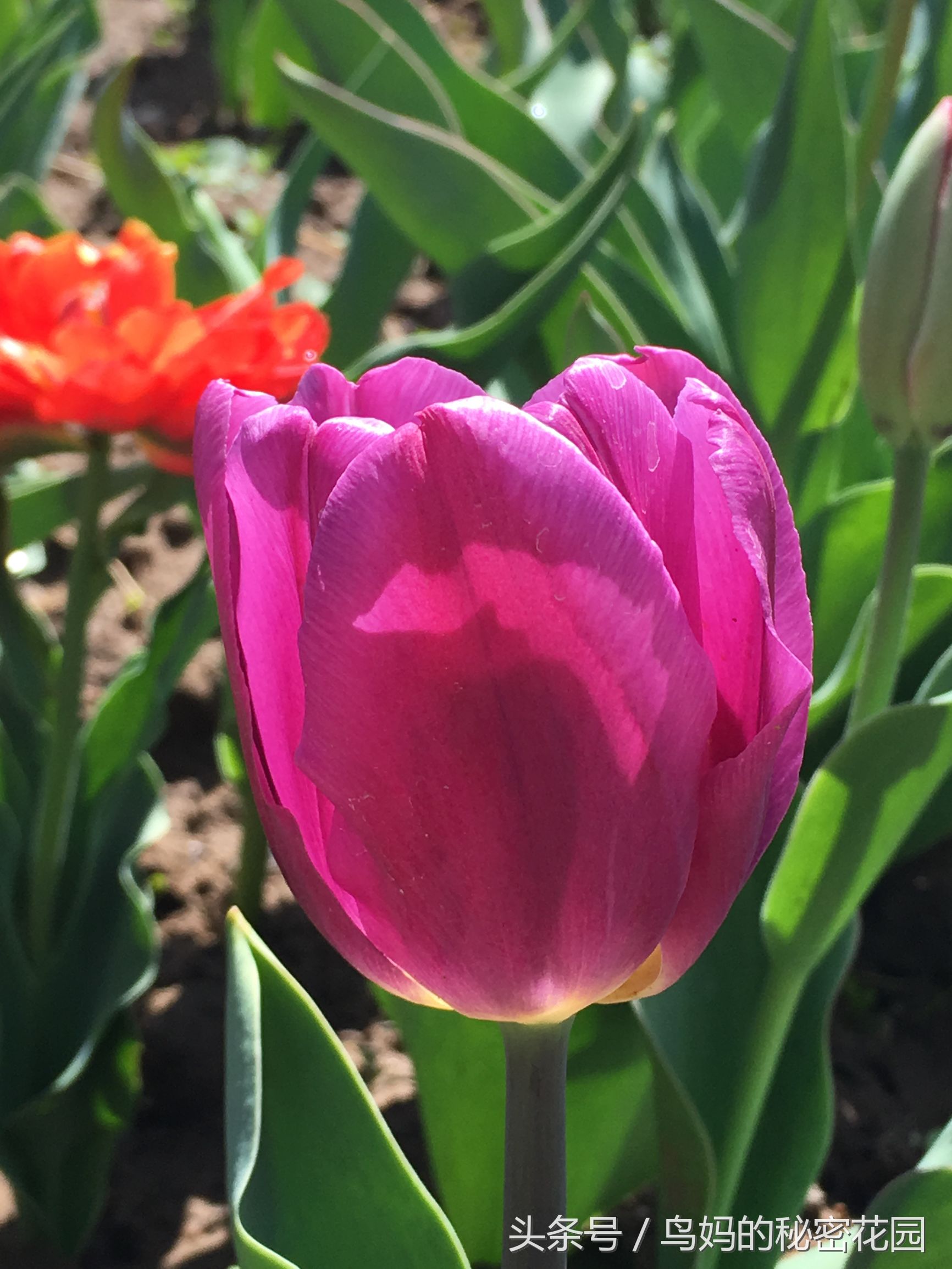 郁金香土培开了花还能复花吗,哪些郁金香花可以复花种植