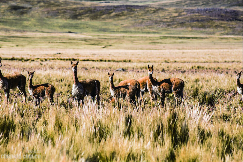 情人劫指南,情人劫去什么景点好呢