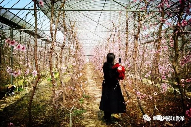 欣赏三生三世十里桃花美景,带你看风景三生三世十里桃花