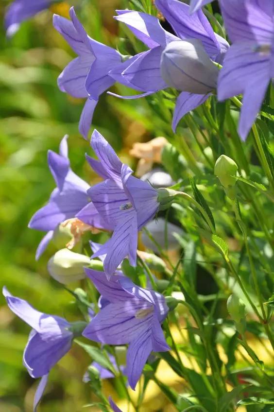 桔梗花：爱你永不悔