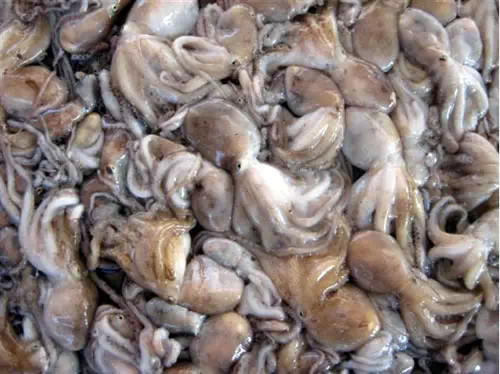 威海一月份当季海鲜,威海冬天海鲜种类