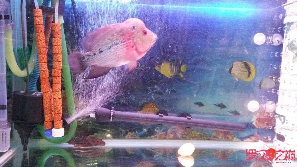 挑罗汉鱼苗,罗汉鱼病症大全