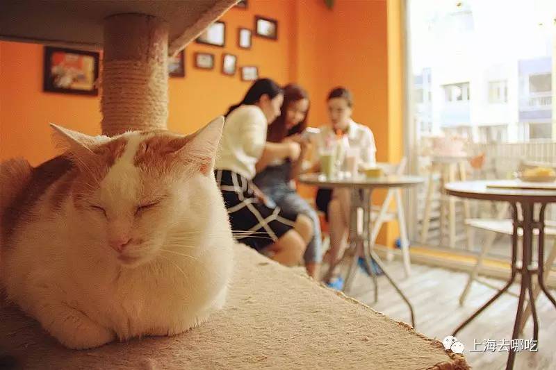 魔都这10家萌宠餐厅酒店，拯救留守在家的喵喵狗狗！咖啡、汉堡、江景……和主子腻在一起！