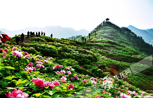 乘大巴车去垫江看牡丹花在哪下车,垫江牡丹花门票免费送