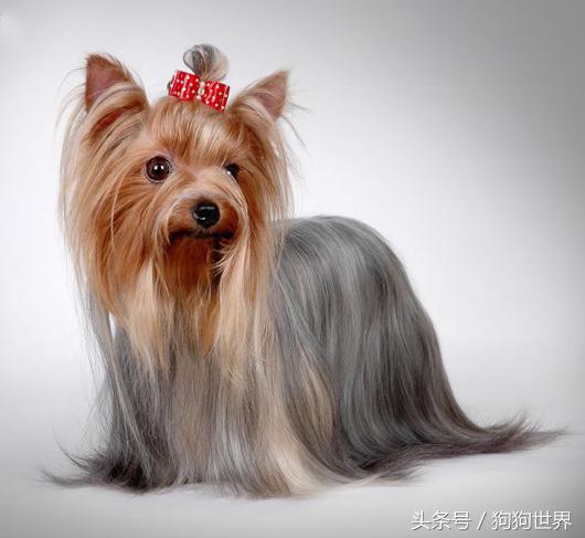 可爱呆萌狗狗资料,狗狗15种寄生虫病详细资料图