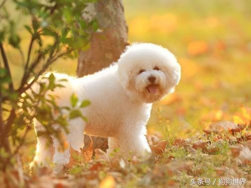 可爱呆萌狗狗资料,狗狗15种寄生虫病详细资料图