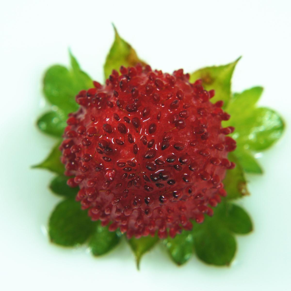 《本草》植物志之蛇莓蛇含：与蛇为伍，却不蛇心蛇貌