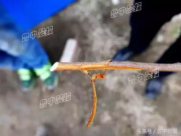 心痛！40余亩桃园被烧，近2000棵桃树过火绝产！谁干的？