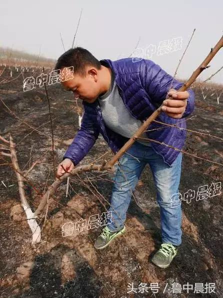 心痛！40余亩桃园被烧，近2000棵桃树过火绝产！谁干的？