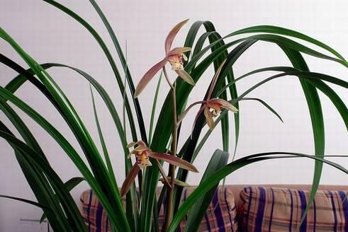 云南兰花名贵品种图片介绍,云南兰花老品种有哪些图片