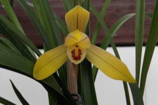 云南兰花名贵品种图片介绍,云南兰花老品种有哪些图片