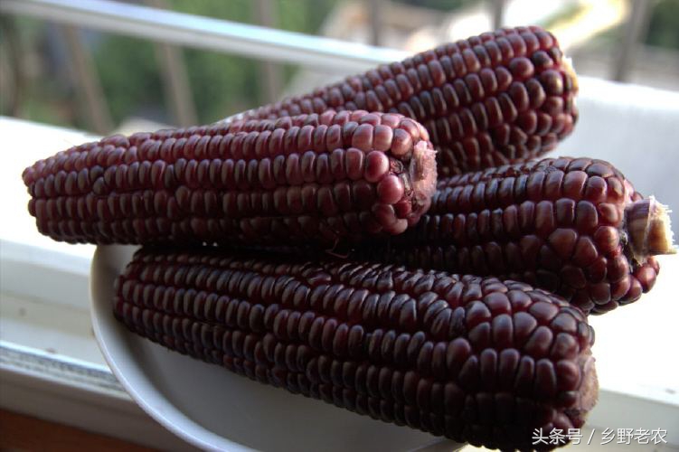 价格便宜又高产玉米种,转基因玉米和非转基因玉米哪个好