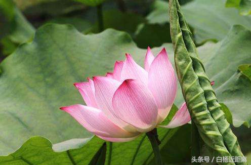 许昌市大美莲城,许昌大美莲城图片