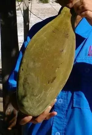 人类未来的重要食物是什么,美国十大未来食物