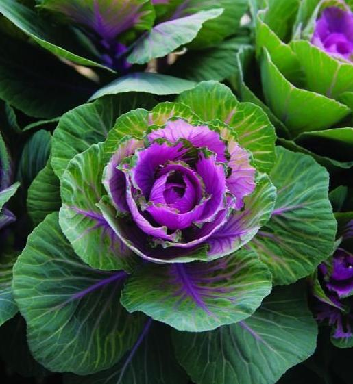 羽衣甘蓝花语图片大全,羽衣甘蓝的花语