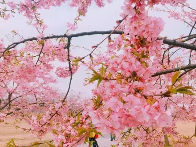 初春の樱花季|春风十里,我在辰山树下等你~