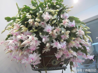 蟹爪兰的浇水方法和注意事项,蟹爪兰浇水的正确方法小窍门