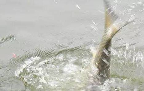 四海钓鱼频道垂钓技巧视频,四海钓鱼水库钓大鱼技巧