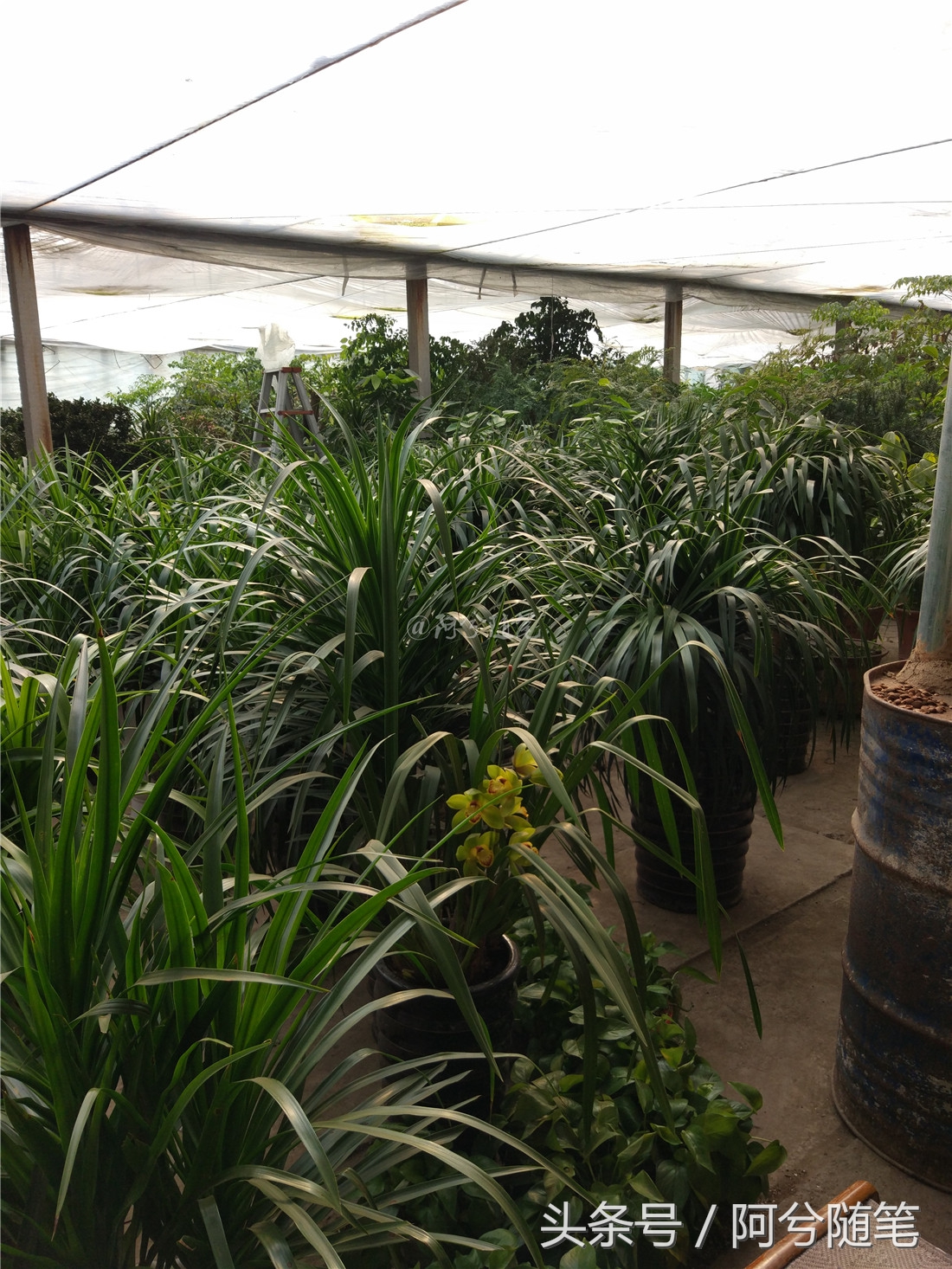 农村5万元创业项目推荐,农村适合穷人的18个创业项目