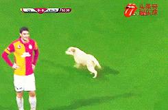 欧洲足球赛球员发挥欠佳，两只拉布拉多看不下去了，闯入球场