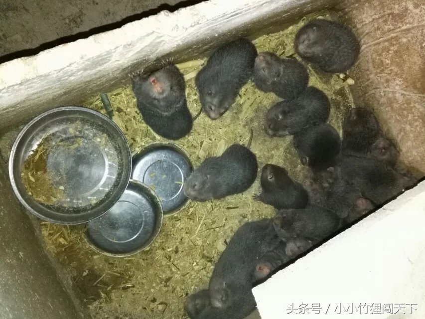 竹鼠养殖是骗局吗,竹鼠养殖加盟代理