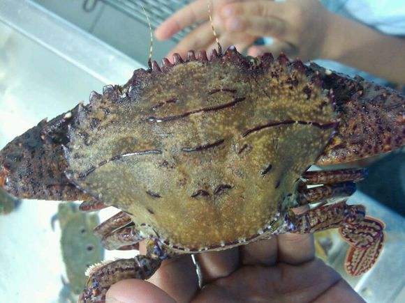 厦门的蟹有什么吃法,所有蟹的正确吃法