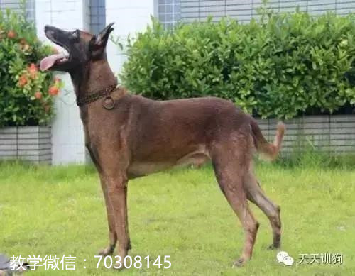 犬定力的训练,怎么训练小型犬的胆量