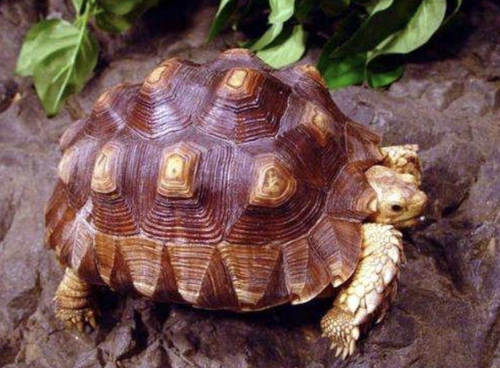 苏卡达陆龟的常见病症,苏卡达陆龟为什么那么凶