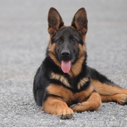 德牧幼犬性格怎么挑选,挑选德牧幼犬时候怎么判断性格