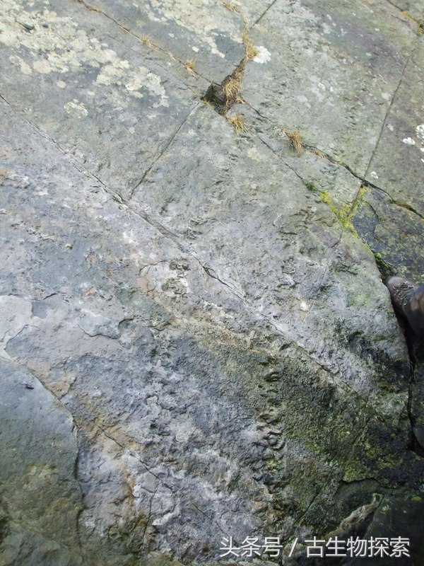 史前蜈蚣大战巨脉蜻蜓,史前蜈蚣体长可达3米