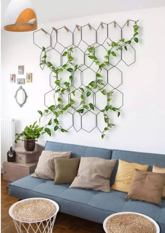 绿萝要怎么装饰才好看,如何将绿萝装饰得更高级