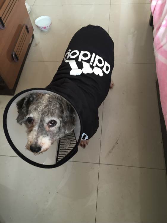 狗狗怀孕生了好多狗崽怎么处理,怀孕狗狗快生的时候肚子硬