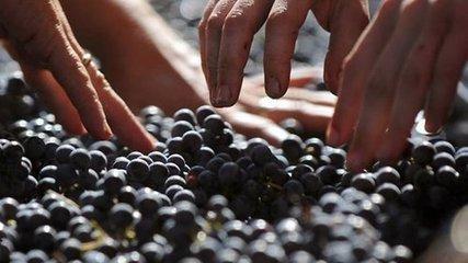 酿酒教程葡萄酒,酿酒知识简单的葡萄酒制作步骤