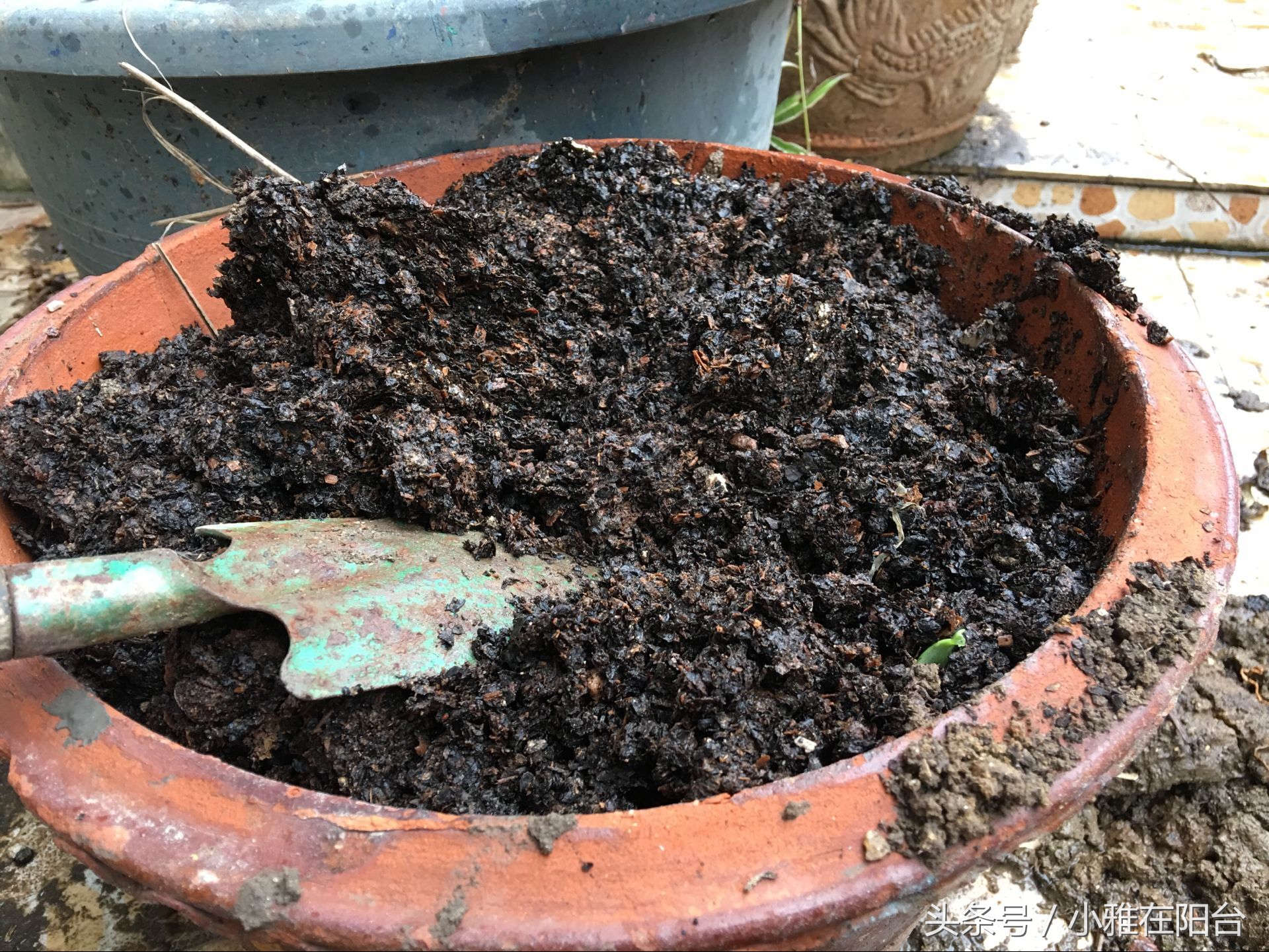 营养土可以种花吗怎么配制,想种花但是没有花盆怎么办